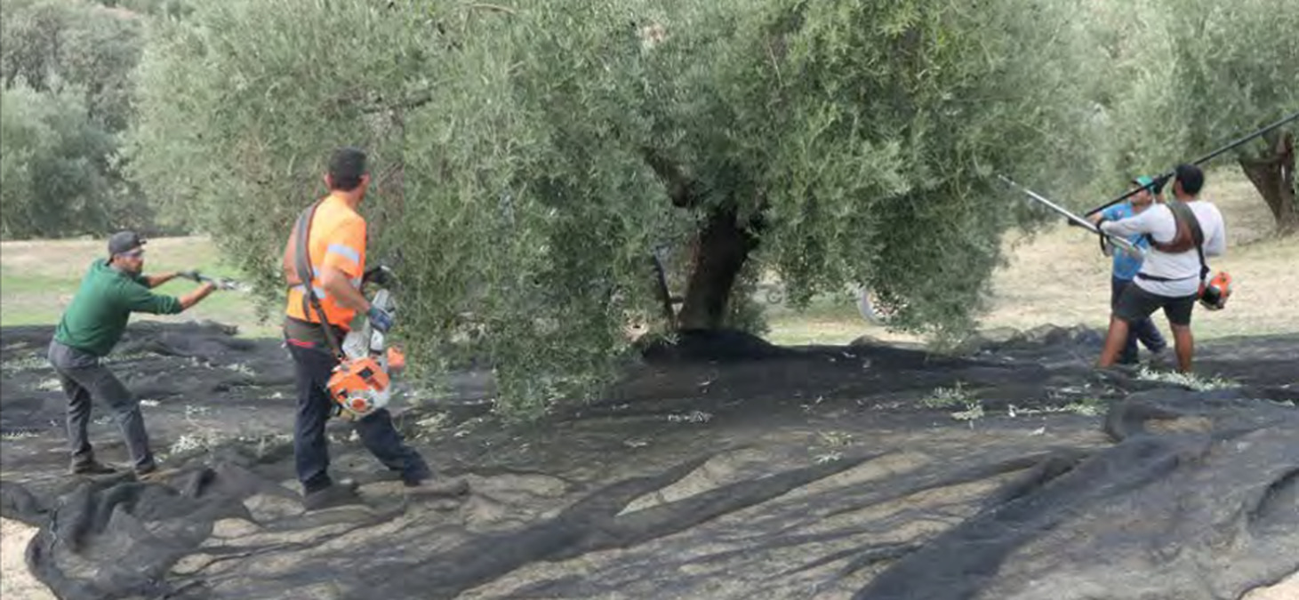 La agricultura familiar, clave en la transformación del orden mundial según UPA