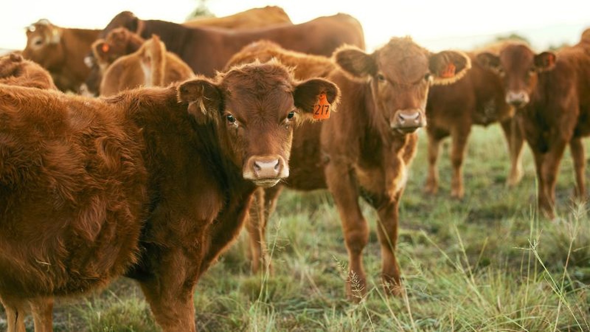 El mercado del vacuno de carne en España recupera precios en septiembre por la reducción de la oferta