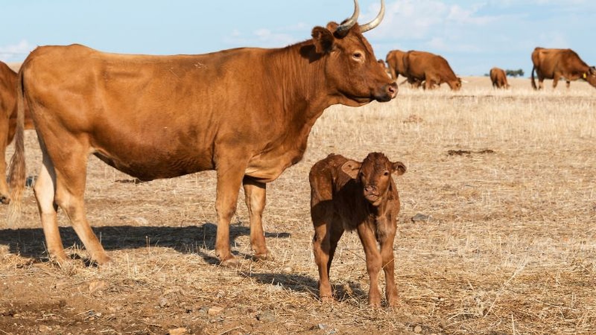 Detectado un nuevo foco secundario de brucelosis bovina en Alburquerque, Badajoz
