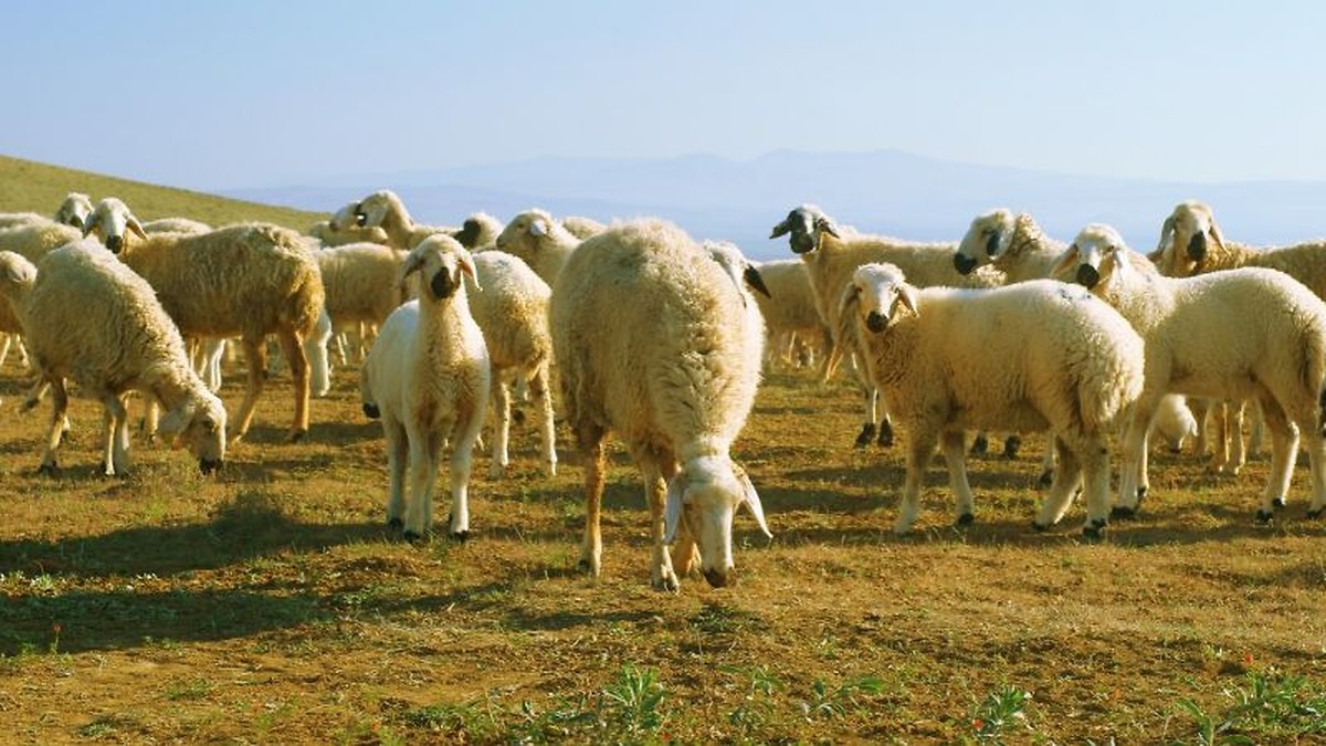 Nuevos focos de lengua azul en ovino en Cáceres y Badajoz