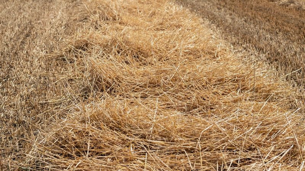 Castilla y León autoriza quemas controladas de rastrojos para combatir plagas de topillos