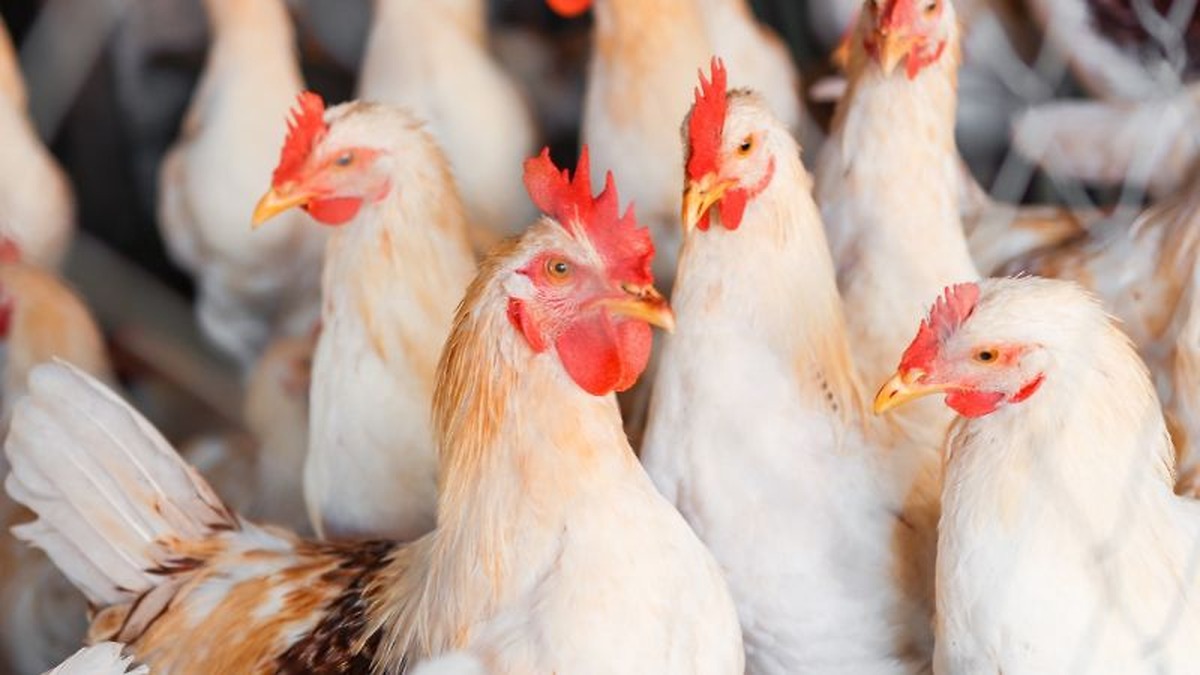 Detectan un nuevo foco de enfermedad de Newcastle en una granja de broilers en Utiel, Valencia