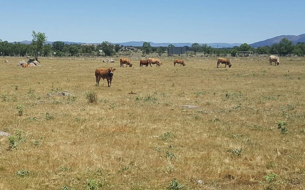 ASAJA de Castilla y León solicita la flexibilización de las quemas controladas de pastos