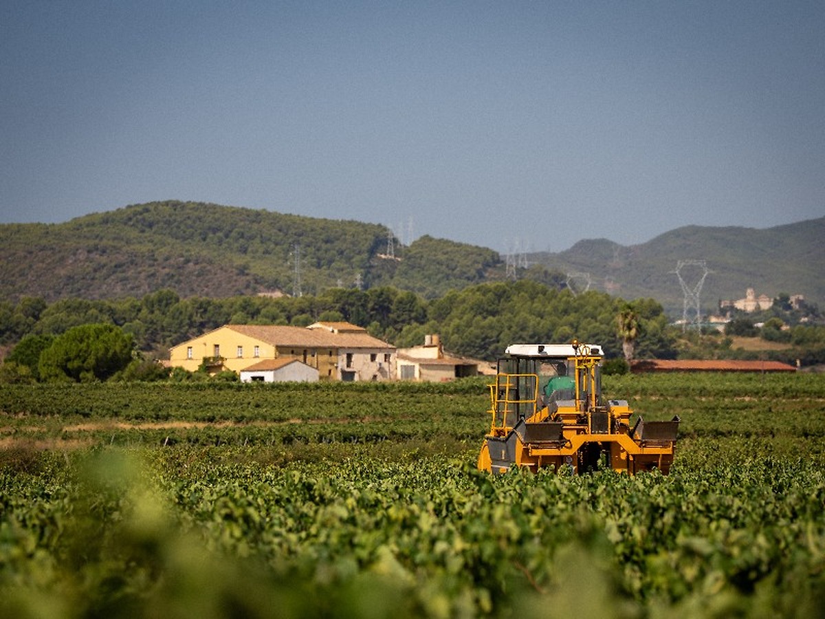 Cataluña cierra la verema 2026 con 352,7 millones de kilos de uva, un 3,6% más que el año anterior