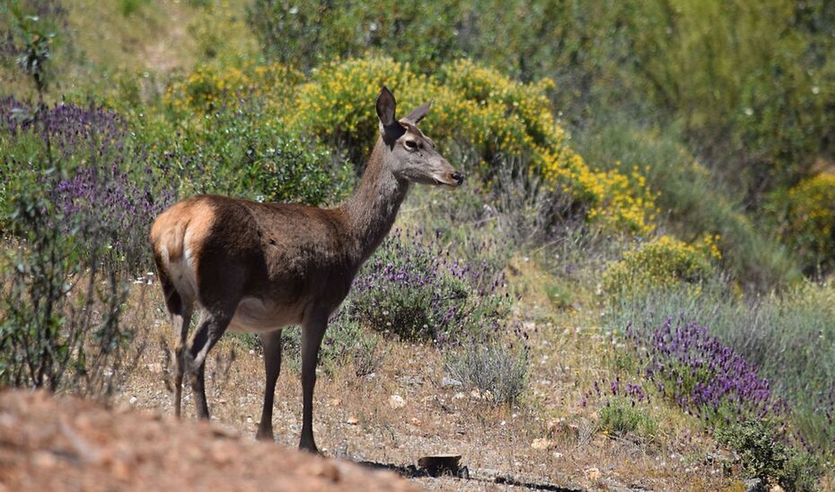 Andalucía muestrea más de mil ejemplares de fauna silvestre para vigilar su salud