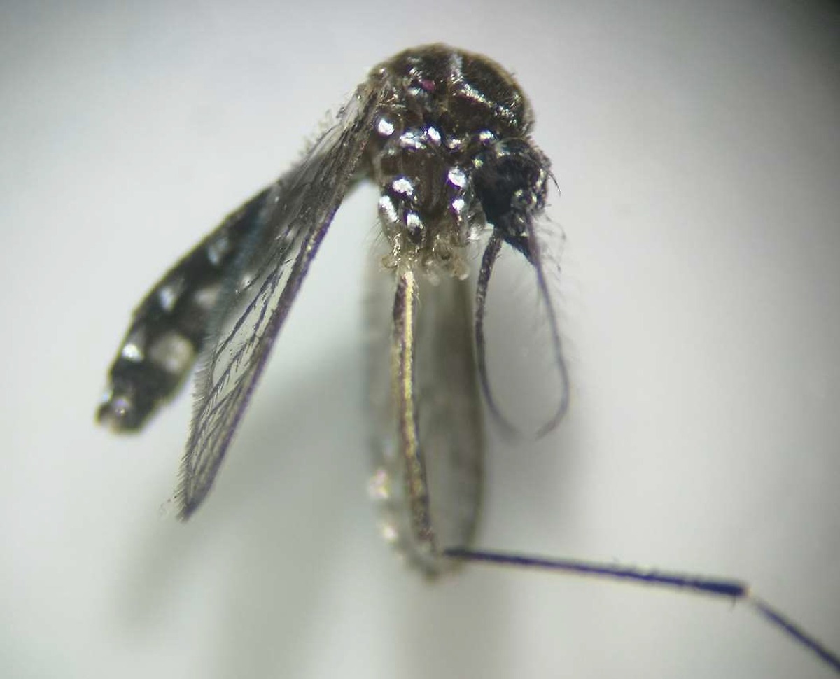 Detectan mosquitos Aedes aegypti en Mogán, Gran Canaria, y refuerzan medidas de control